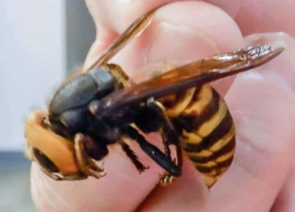 giant-hornet-fraser-valley