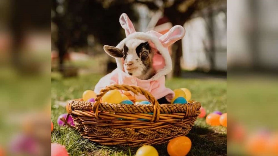 goat-basket-cute