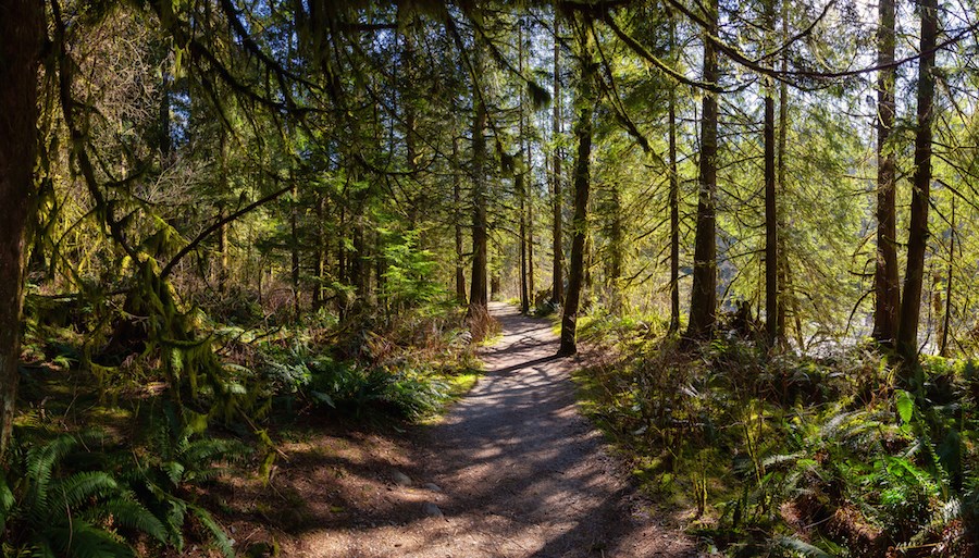 golden-ears-provincial-park-trail