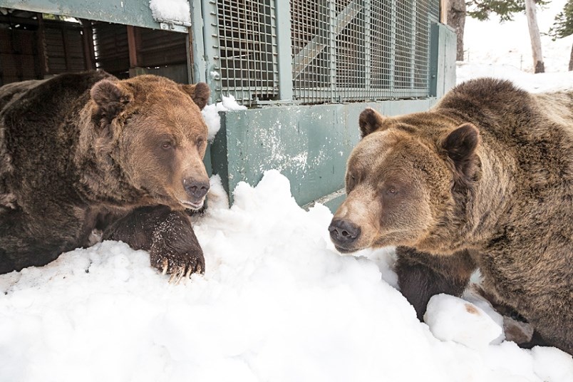 grinder-coola-grouse-bears