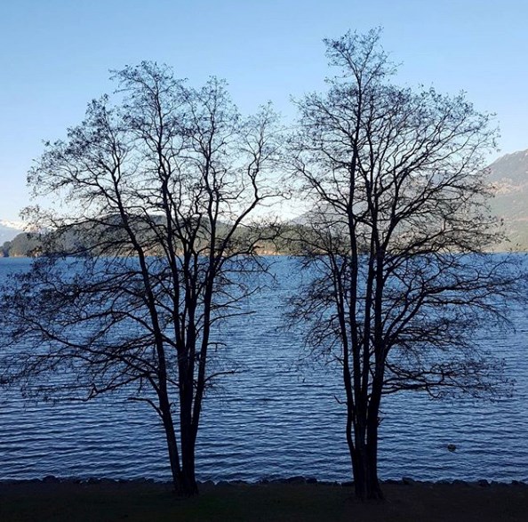 harrison-hot-springs-resort-trees