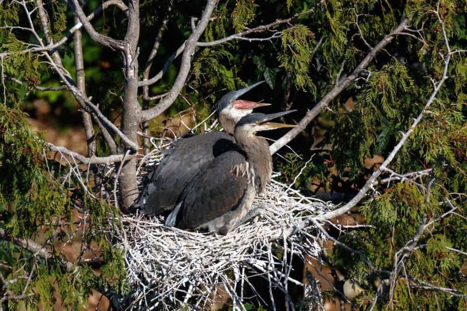 heron-cam-stanley-park