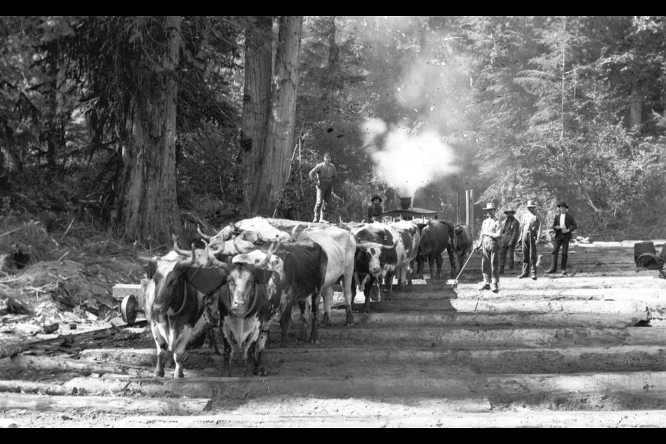 Before the area became a popular neighbourhood, or even a beach destination, the area was logged with massive trees being chopped down in the 1890s and pulled out by teams of oxen, as seen here.
Reference code: AM54-S4-: Log N9
