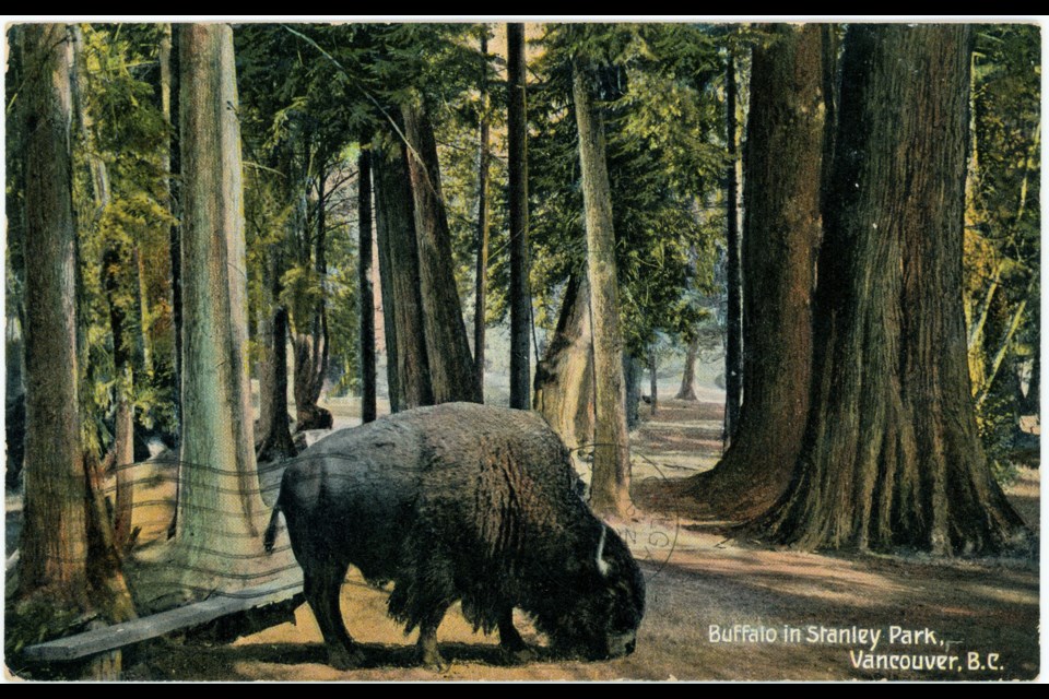 A buffalo hanging out in Stanley Park in 1901. Reference code: AM1052-: AM1052 P-2062