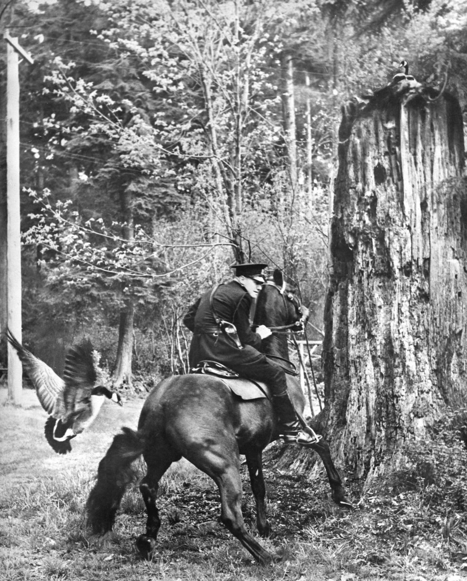 Vintage goose attack Vancouver Stanley Park