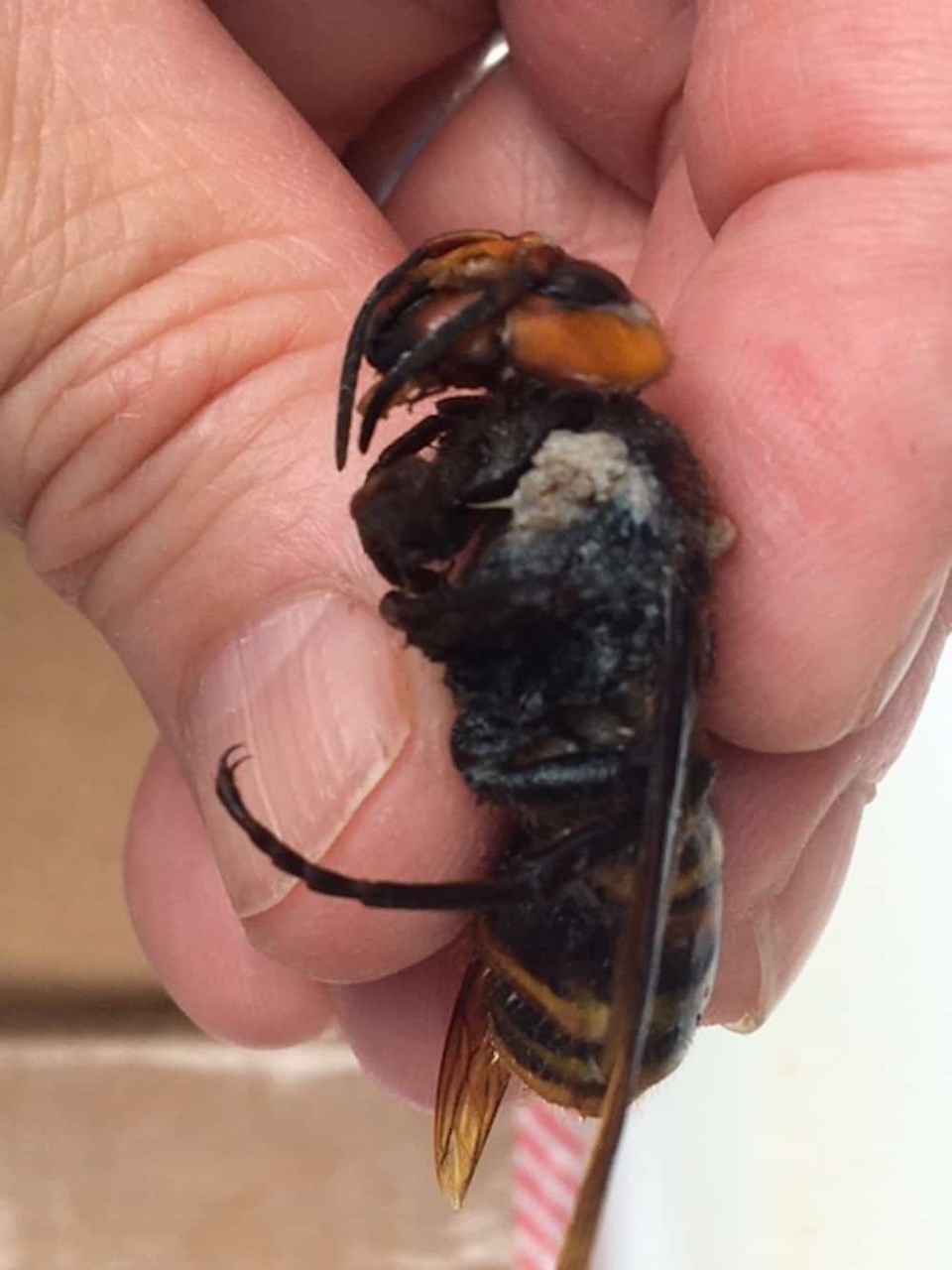 hornet-found-washington