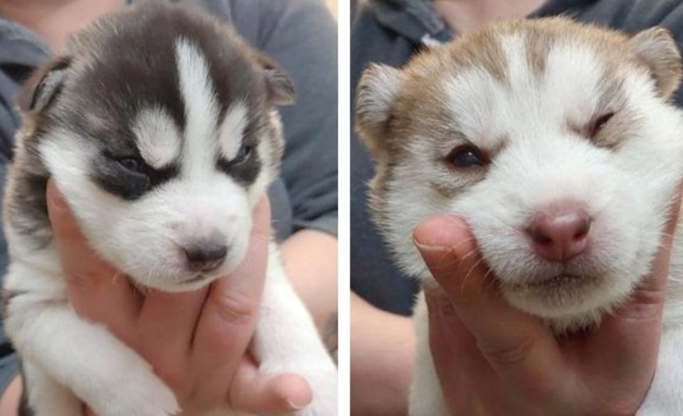 husky pups 4