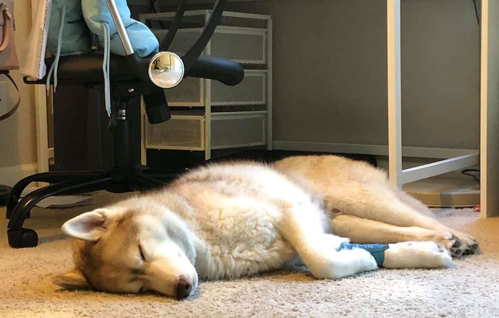 Husky having deals a seizure