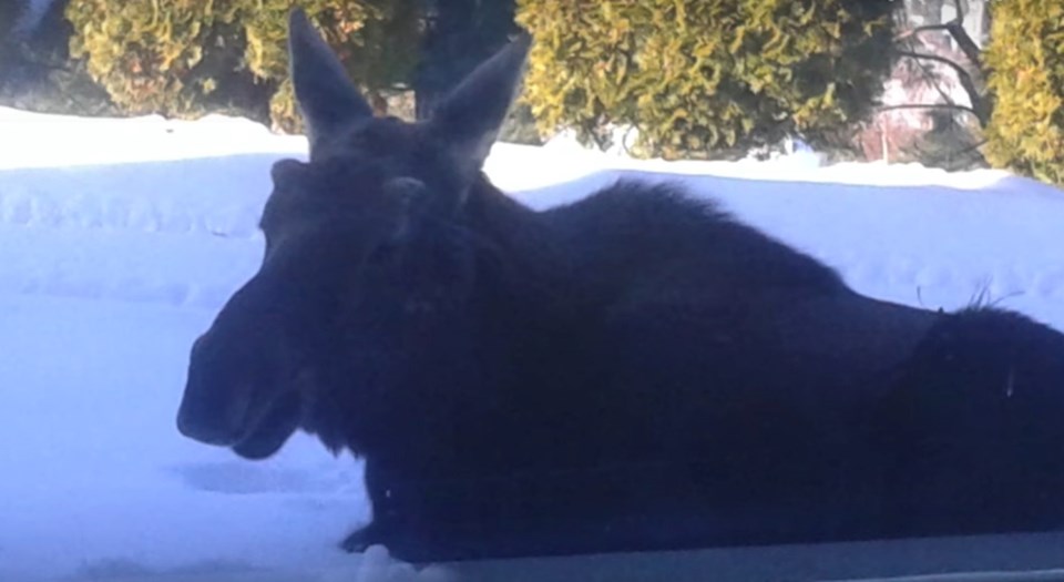 kelowna moose