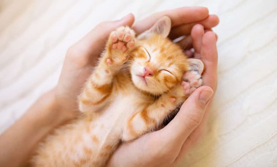 kitty-paws