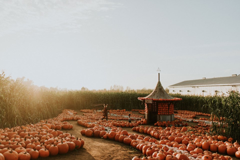 pumpkin-trail-patch