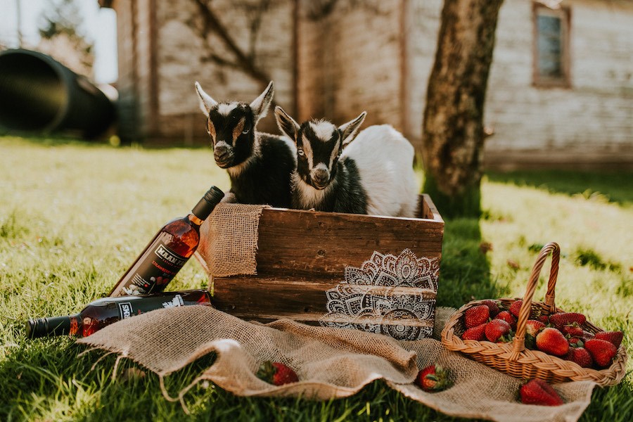 maan-farms-goats-wine-berries