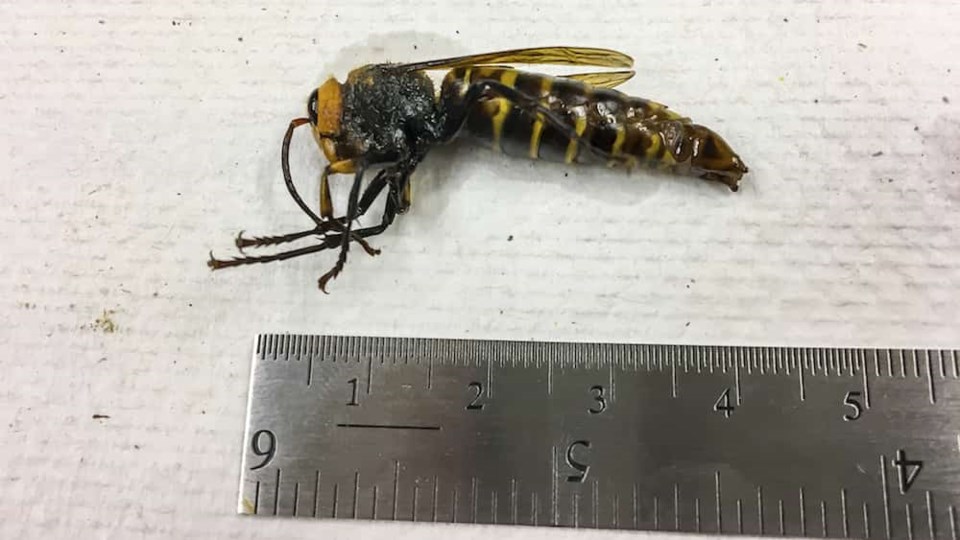 male-asian-giant-hornet