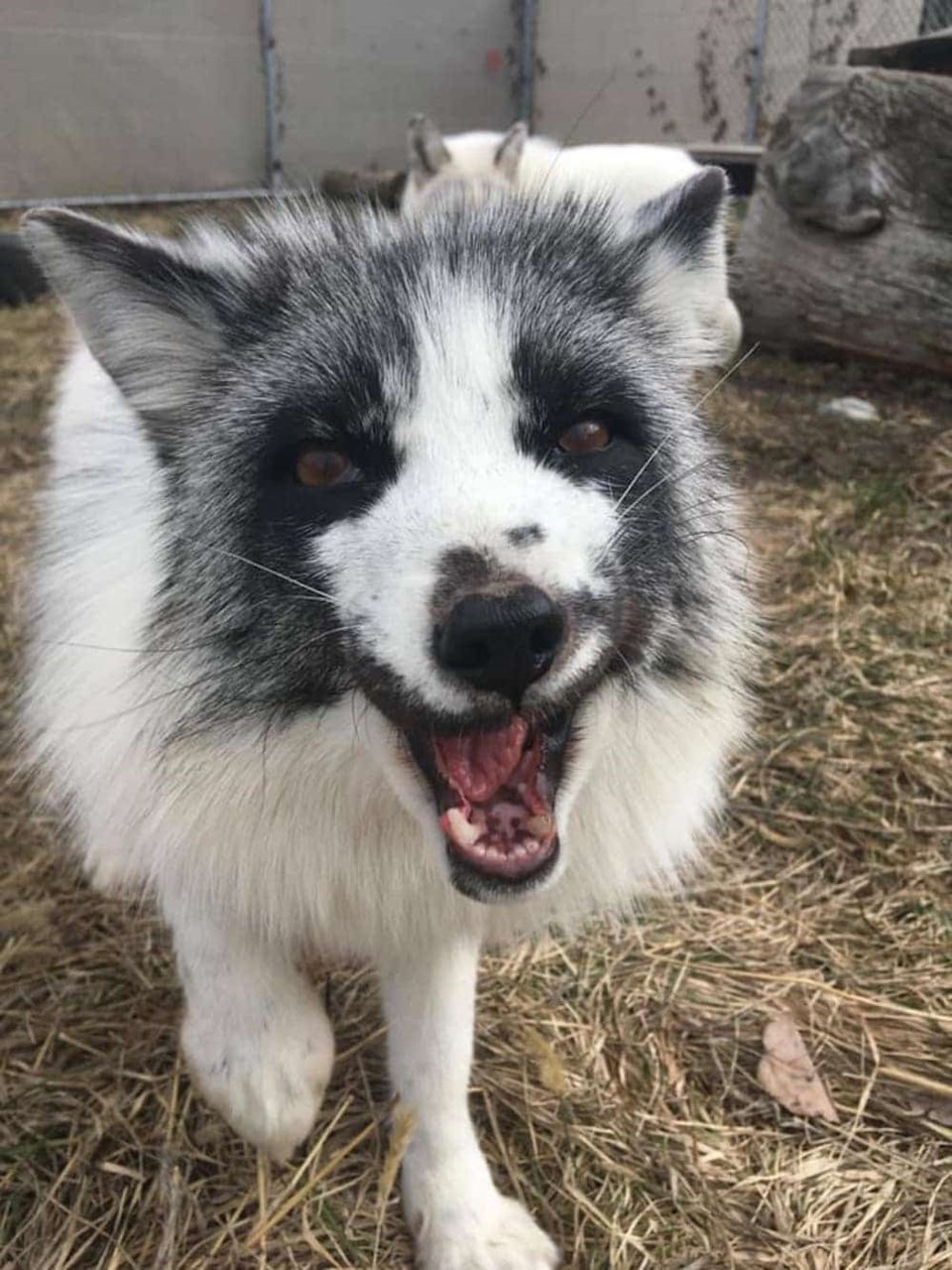 marble-fox-tongue