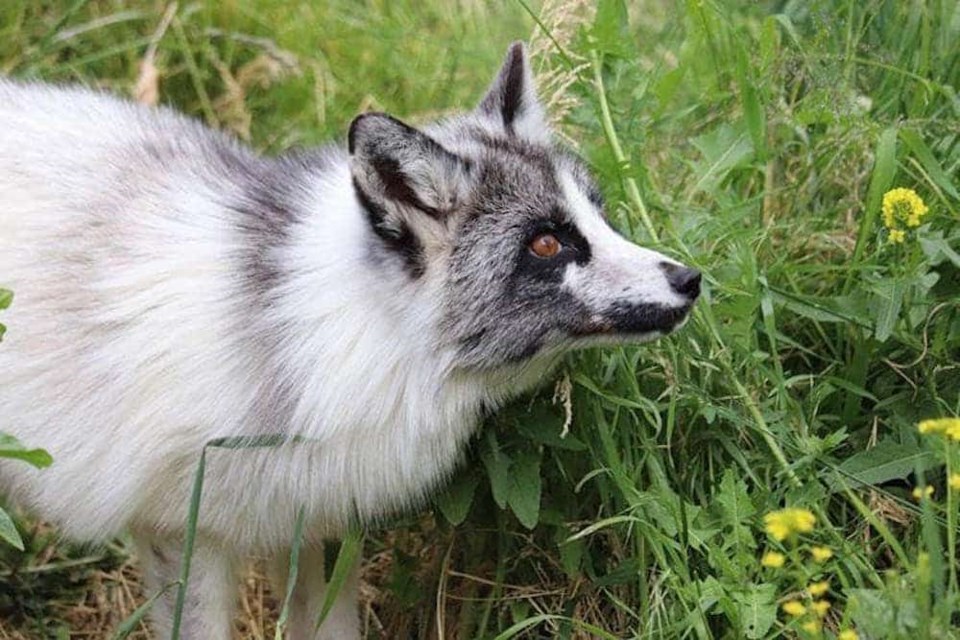 marble-fox