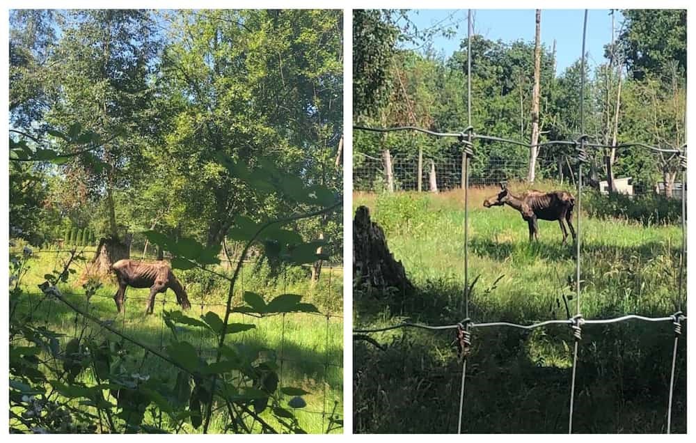 Emaciated Looking Moose At Greater Vancouver Zoo Euthanized Vancouver Is Awesome