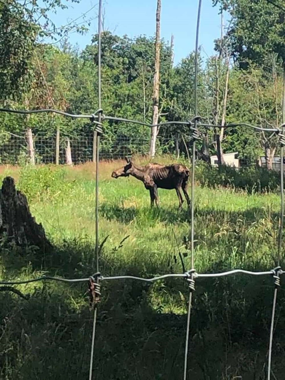 moose-pic-2