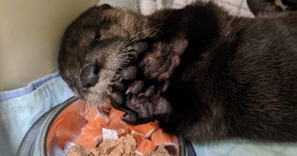 news-baby-otter-eating-wild-arc-825x434