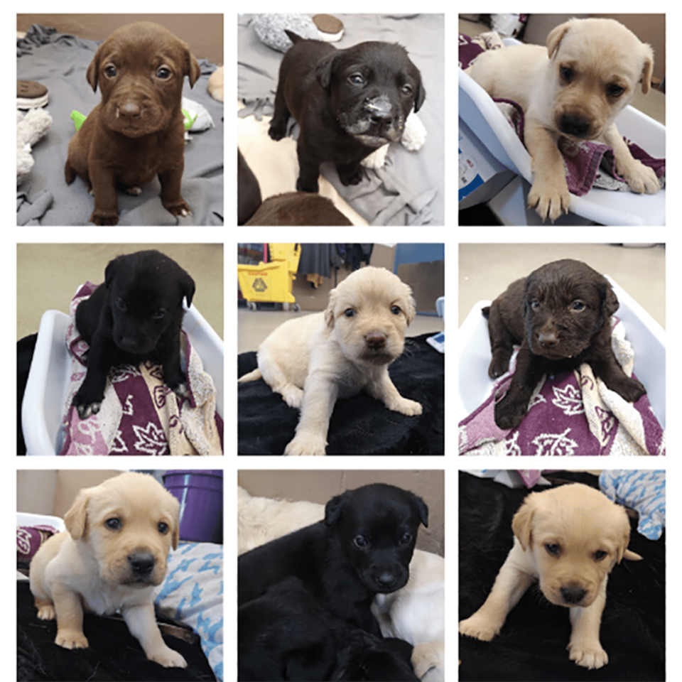news-dog-nova-puppies-9x9-825