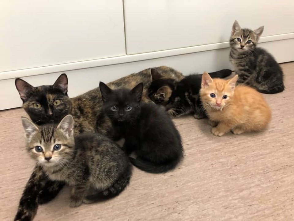 news-mom-kittens