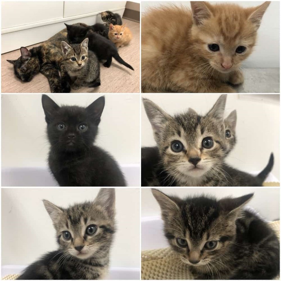 news-mother-kittens-collage