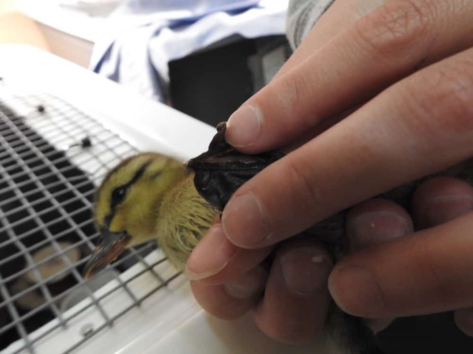 news-orphaned-duckling-injured-feet