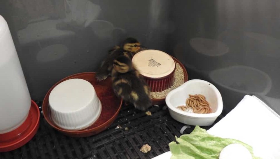 news-orphaned-ducklings