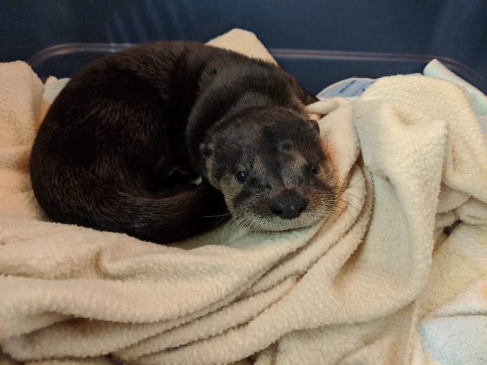 orphan-river-otter-at-wild-arc-medical-emergency-1536x1152
