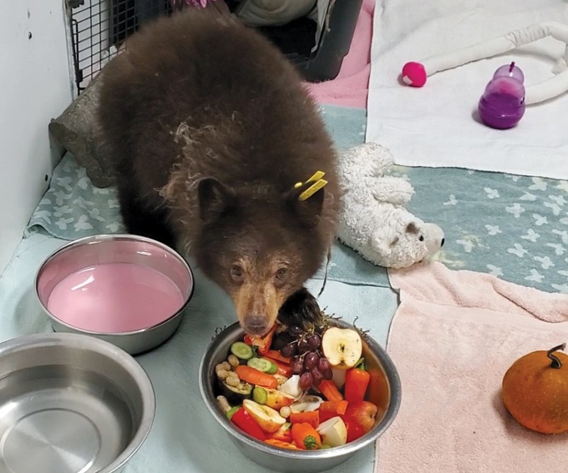 orphaned-bear-cub-north-vancouver