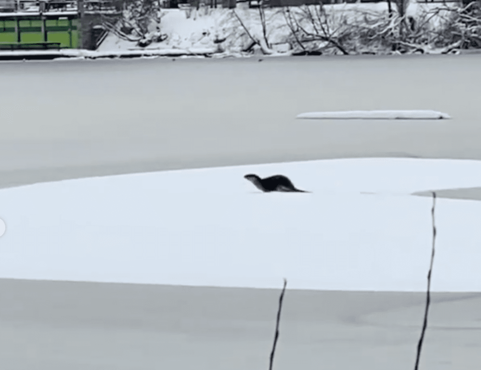 otter-snowfall.jpg