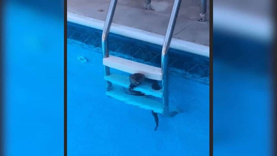 otter-tongue-out-pool