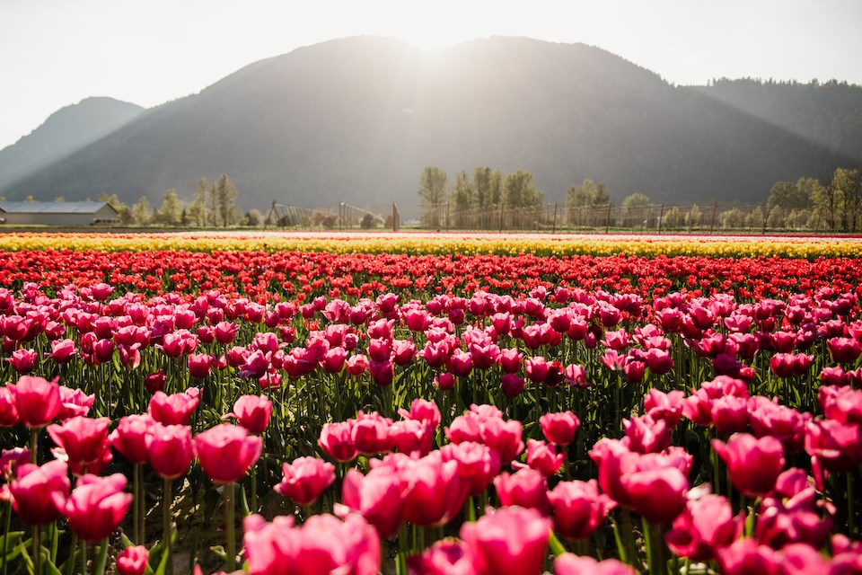 botanica-tulip-festival-near-vancouver-2024