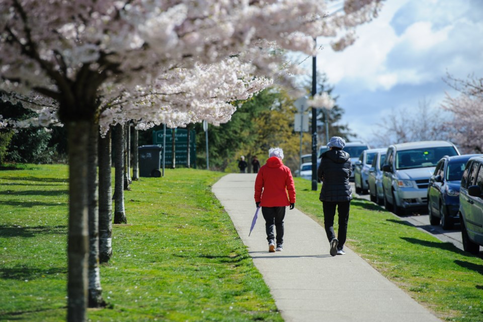 Cherry blossoms are in bloom at Queen Elizabeth Park in Vancouver, British Columbia on Tuesday, April 5, 2022