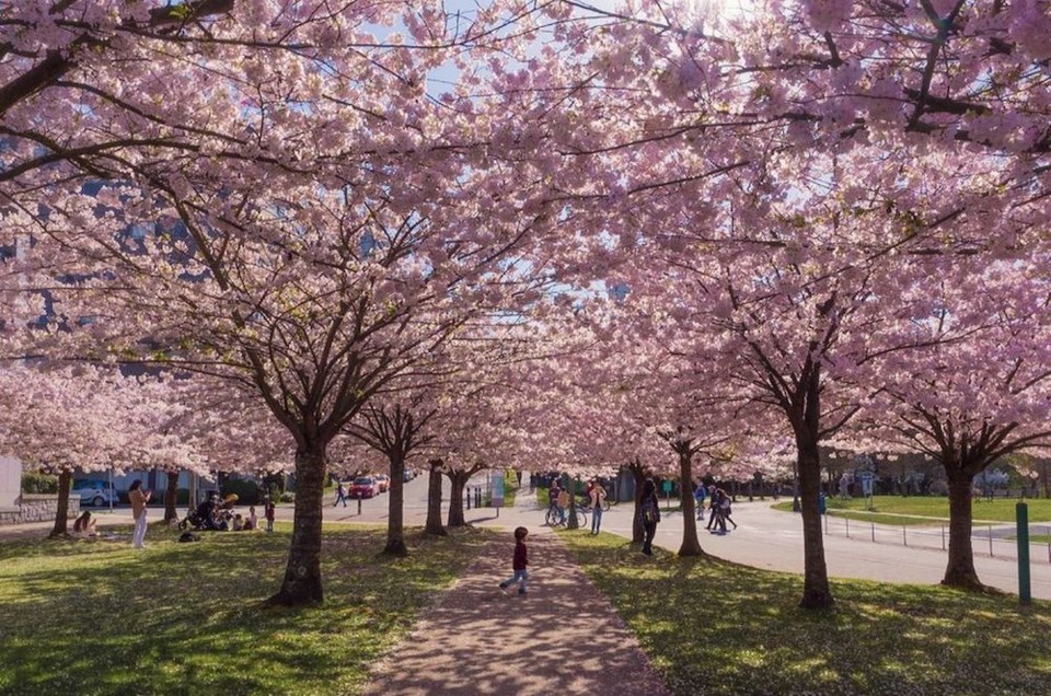 Check out these breathtaking Vancouver Cherry blossom snaps Vancouver