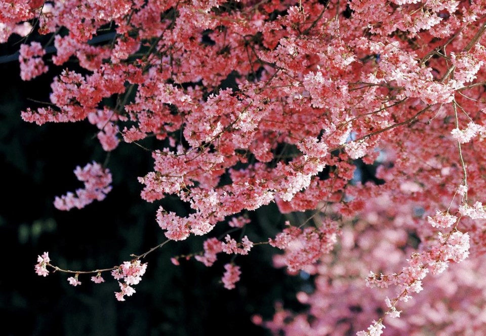 cherry-blossom-vancouver