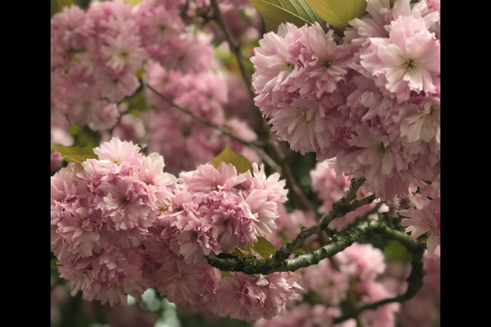 The 鶹ýӳCherry Blossom Festival is seeking new sponsors.