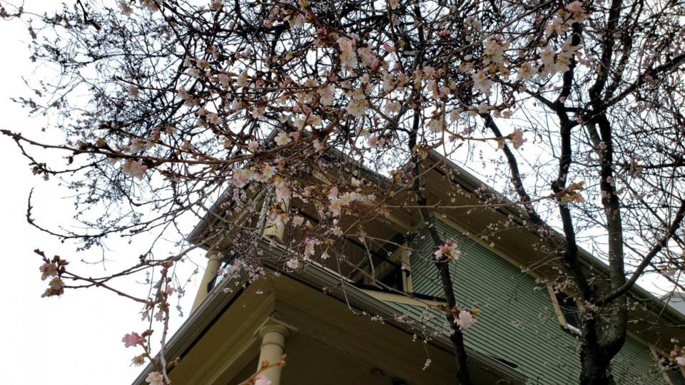 First Cherry Blossoms