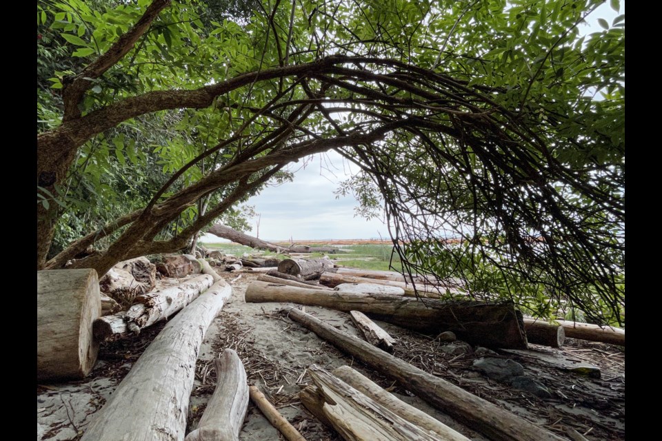 Foreshore Trail in Pacific Spirit Park is closed due to cliffs collapsing after the extreme weather this week.