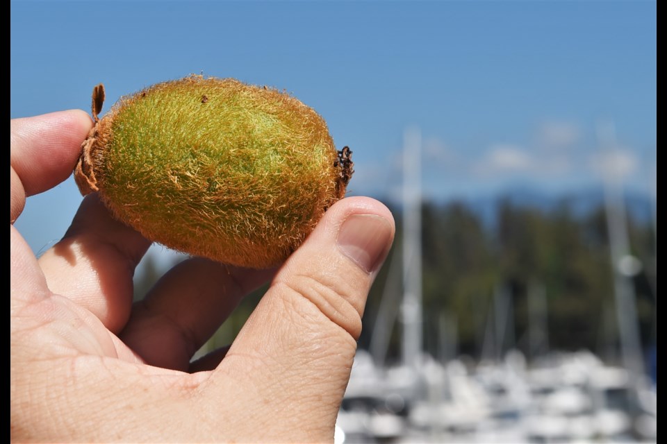 A kiwi grown in a Vanocuver park by Coal Harbour.