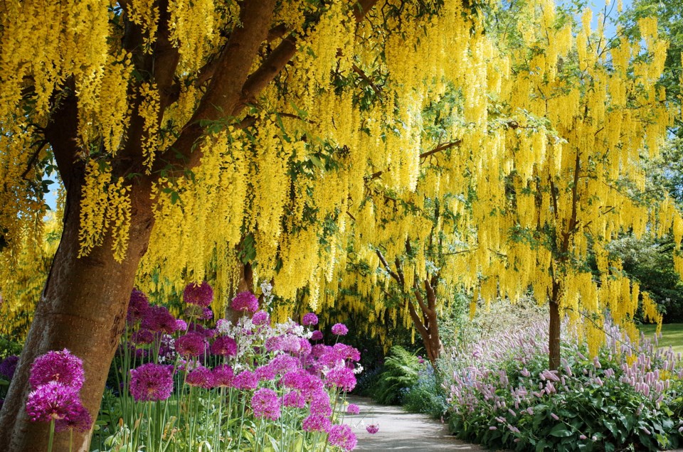 Laburnum in VanDusen Gardens