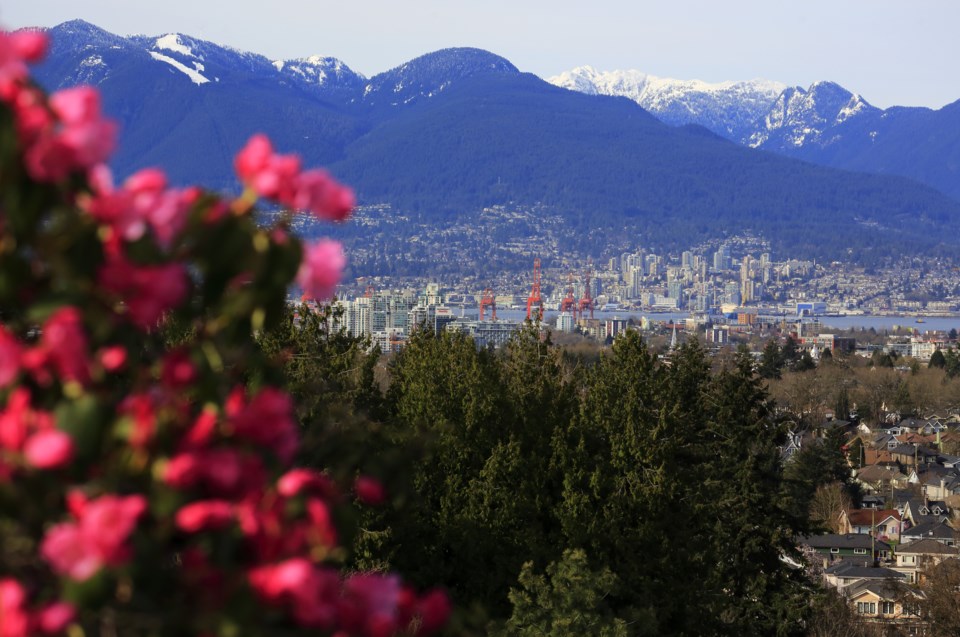 Rhododendrons in Vancouver landscape 