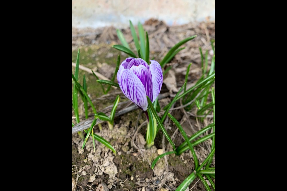 Vancouverites just can't seem to get enough of the city's early signs of spring.