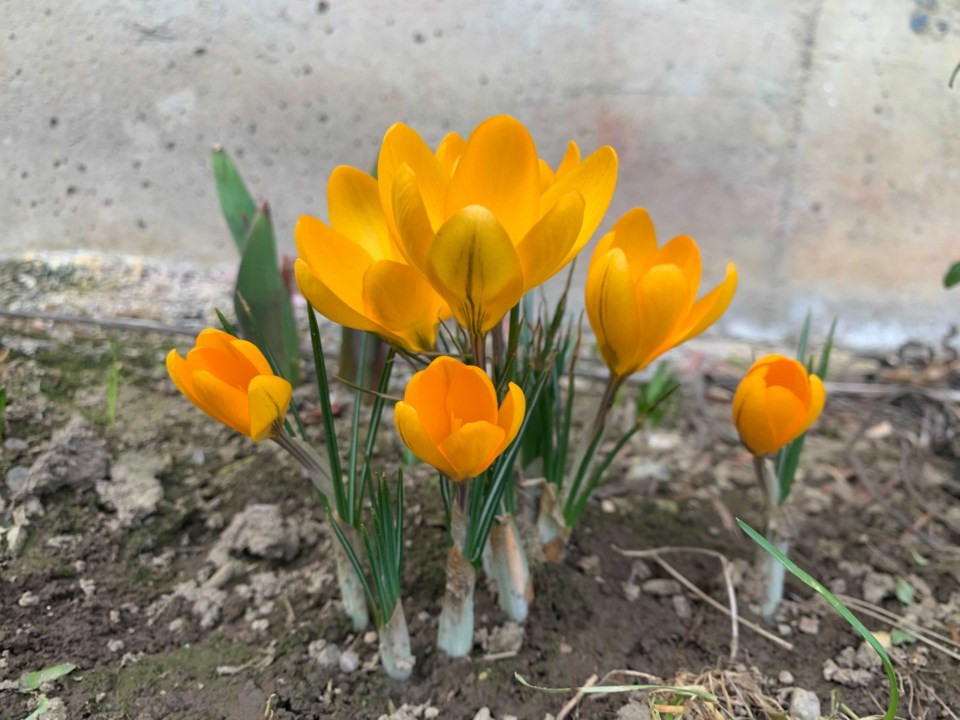 Spring flower4
