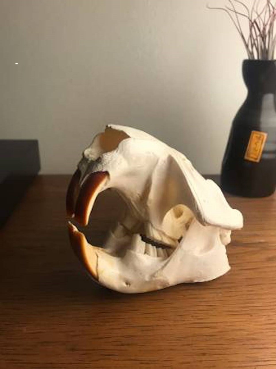 decorative-beaver-skull