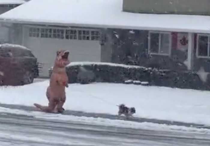 dino-dog-walking-snow-video