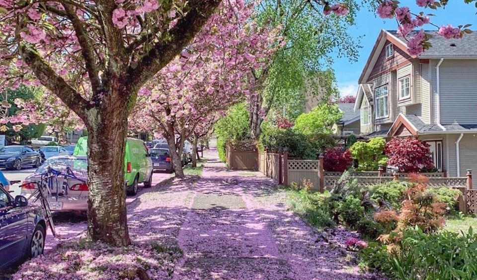 pink-cherry-blossoms-vancouver