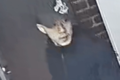 Video: Vancouver police release footage of suspect in armed robbery at Yaletown nightclub
