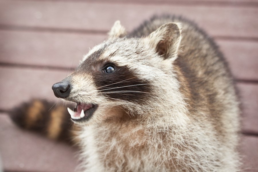 raccoon