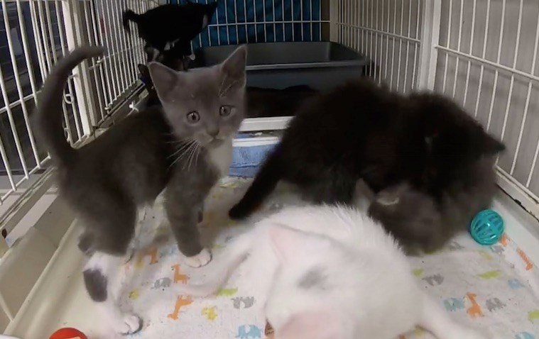 raps-rescue-kitten-cam