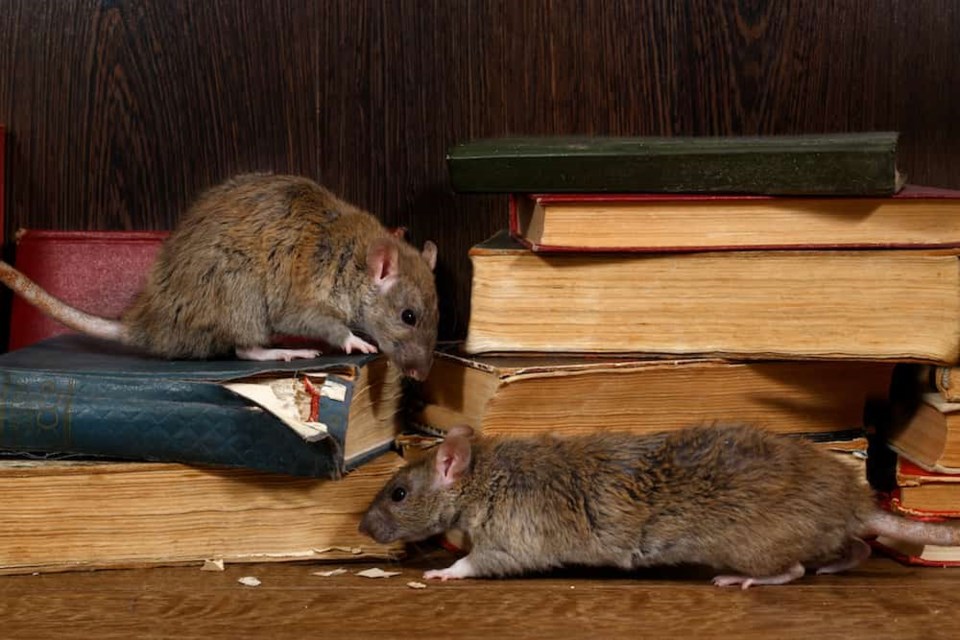 rats-books